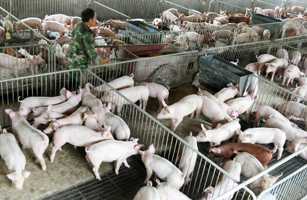 Pig farmers hope to breed success