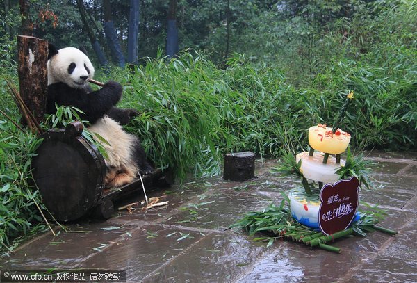 Returned giant pandas celebrate birthday