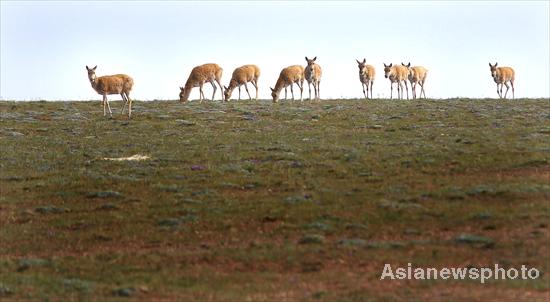 Great migration of Tibetan antelopes