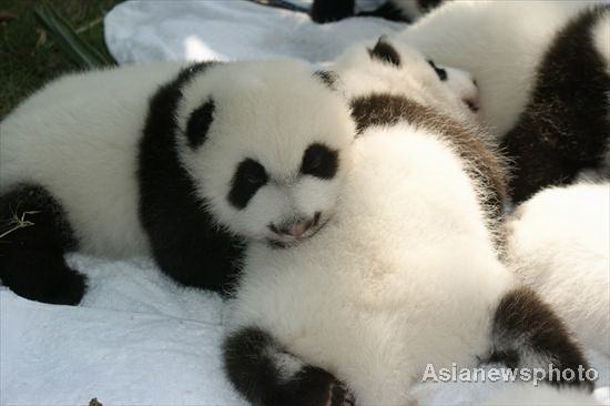 Panda cubs' outdoor debut in SW China