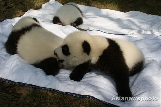 Panda cubs' outdoor debut in SW China