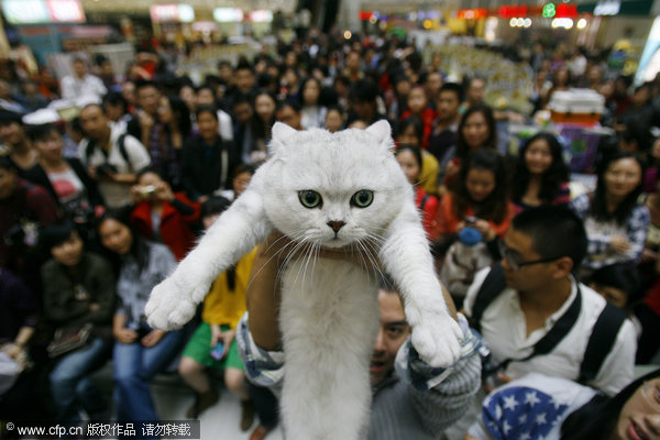 Cat show attracts visitors in Wuhan
