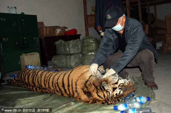 Snare suspected in Siberian tiger's death