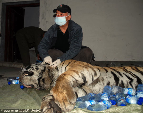 Snare suspected in Siberian tiger's death
