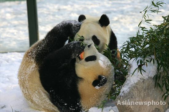 Snow brings joy to pandas
