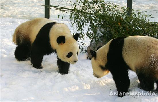 Snow brings joy to pandas