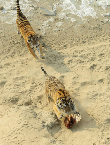 In photos: Siberian tigers in NE China