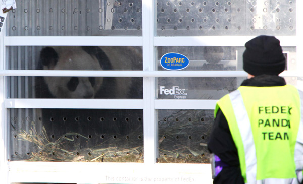 Giant pandas start new life in France