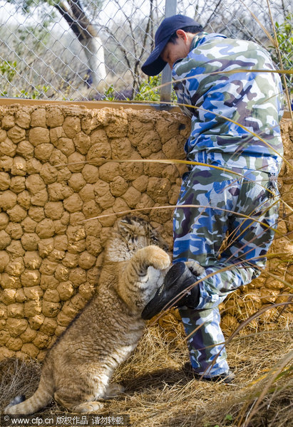 Rare baby liger in E China Rare baby liger in E China