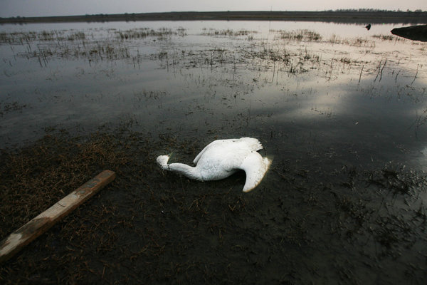 Swans poisoned in C China