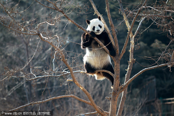 Pandas don't grow on trees