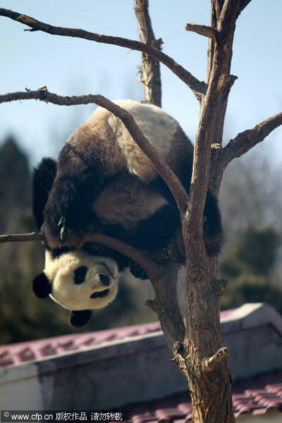 Four-year-old panda Huaao plays on a tree in Yantai, East China’s Shandong province, Feb 19, 2012. Pandas don't grow on trees