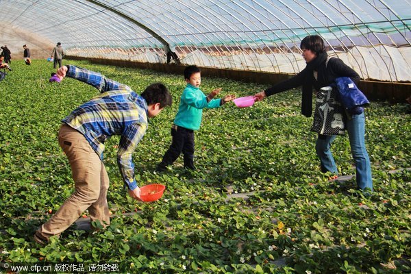 A rush to help strawberry field owner