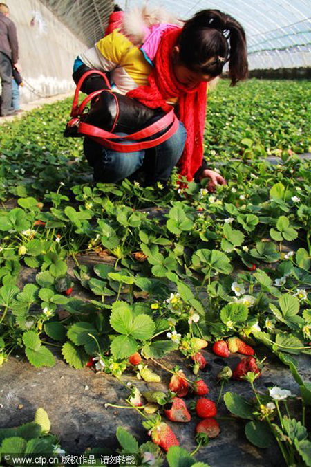 A rush to help strawberry field owner
