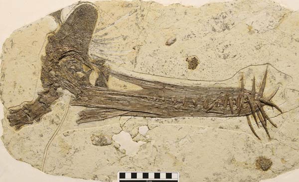 Pterosaur fossil unearthed in China
