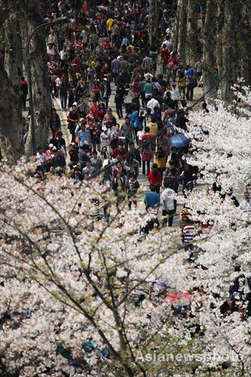 Cherry blossoms in full bloom in C China