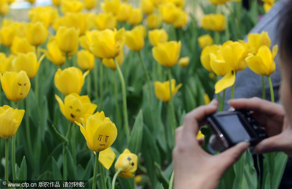 A tourist takes a picture of tulips scrawled with drawings at a park in Wuhan, April 3, 2012. Tulip graffiti blooms