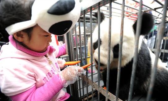 Giant pandas back home to have children