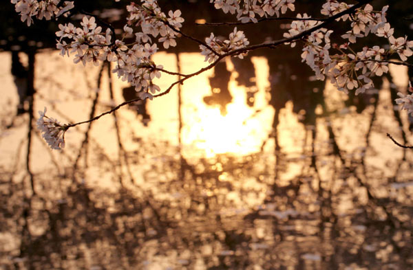 Cherry blossoms blooming on Taihu Lake