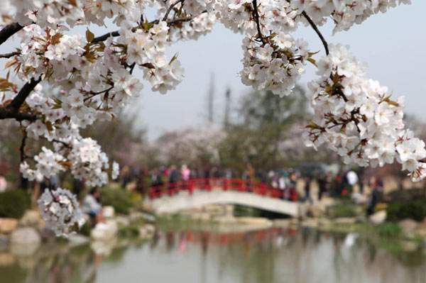 Cherry blossoms blooming on Taihu Lake