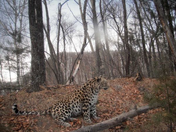 Rare Amur leopard photos captured in NE China