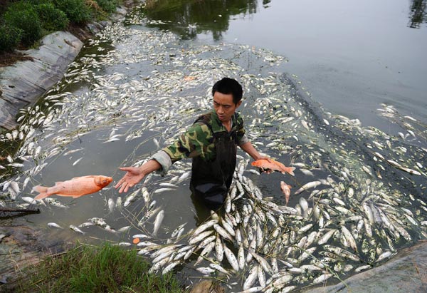 chinese fish pond