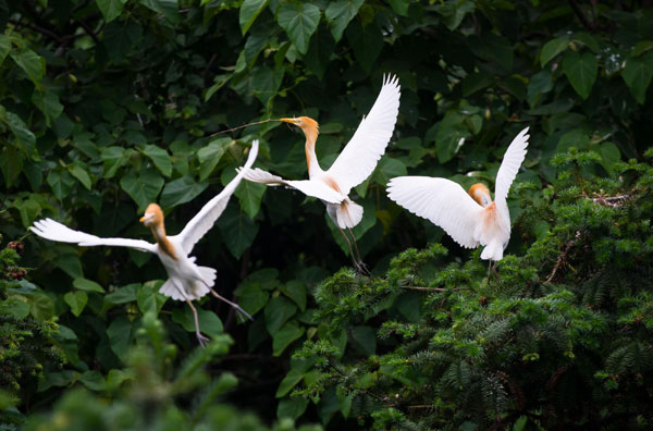 Egrets thrive in E China