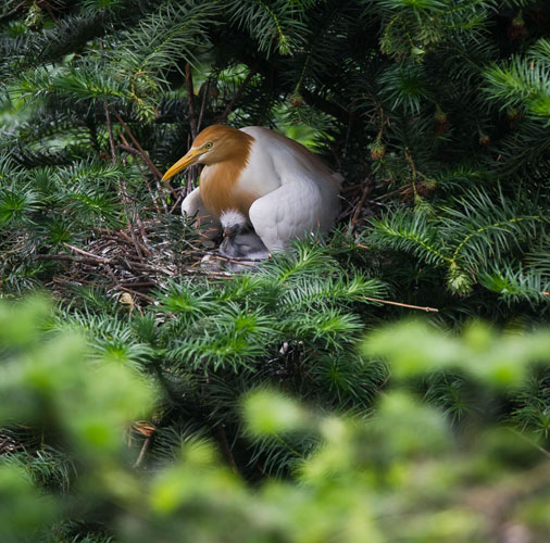 Egrets thrive in E China