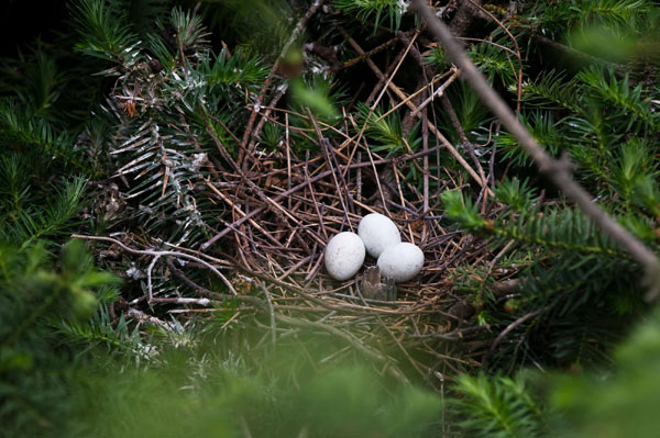 Egrets thrive in E China