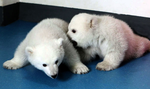 Polar bear twins mark 100 days in Tianjin