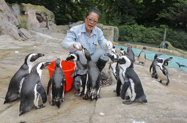 Penguin caretaker one cool customer