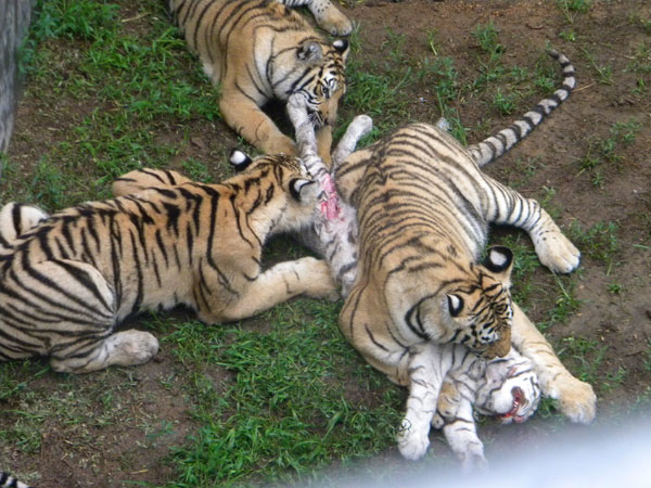 Cub mauled to death in wildlife park