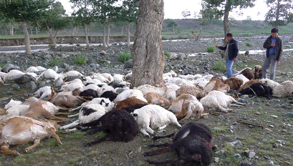 173 sheep killed by lightning