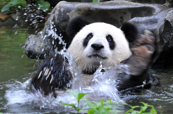 Olympic pandas to sojourn in Malaysia