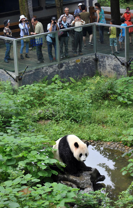 Olympic pandas to sojourn in Malaysia