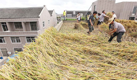 Rooftop rice a sky-high solution