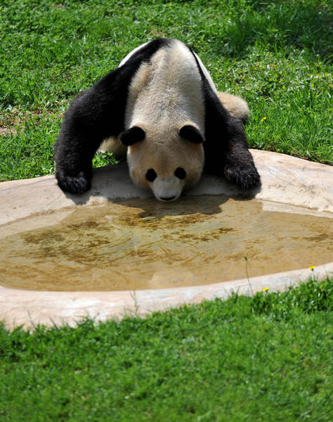 Pandas displaced by 2008 quake to return home
