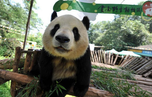 Pandas displaced by 2008 quake to return home
