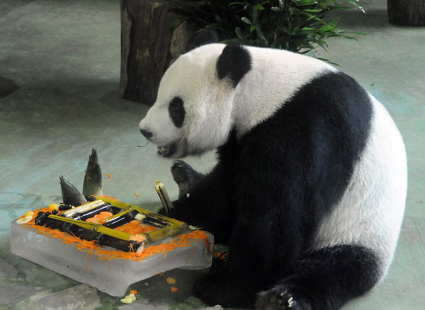 Pandas celebrate 8th birthday in Taipei