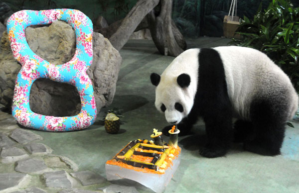 Pandas celebrate 8th birthday in Taipei