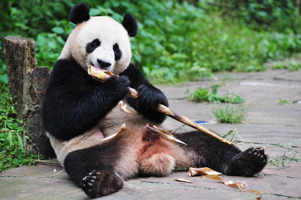 Two giant pandas relocate to Singapore