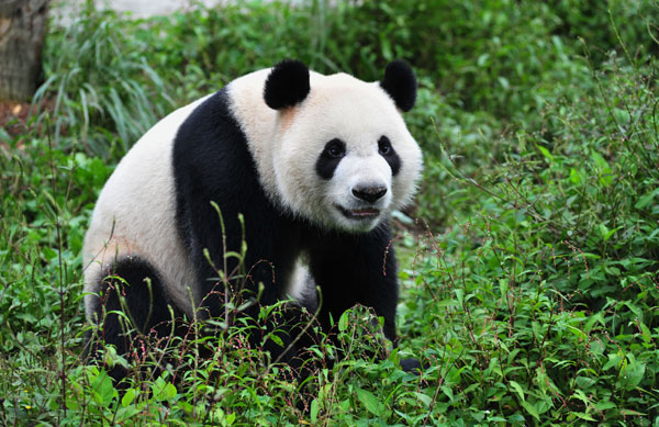 Two giant pandas relocate to Singapore