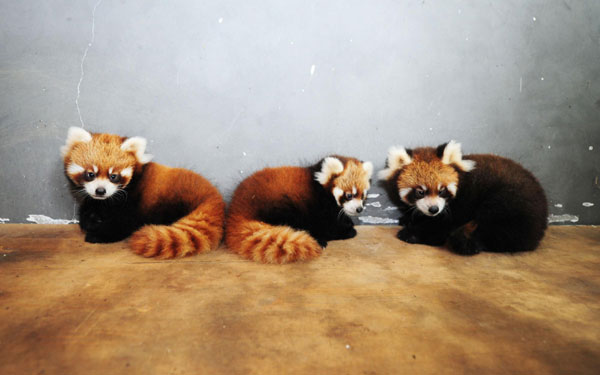 Lesser panda triplets in good health