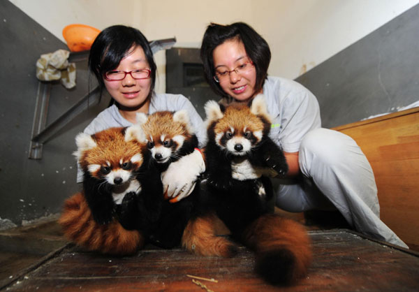 Lesser panda triplets in good health