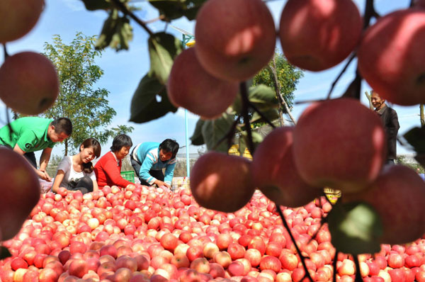 Good harvest in North China