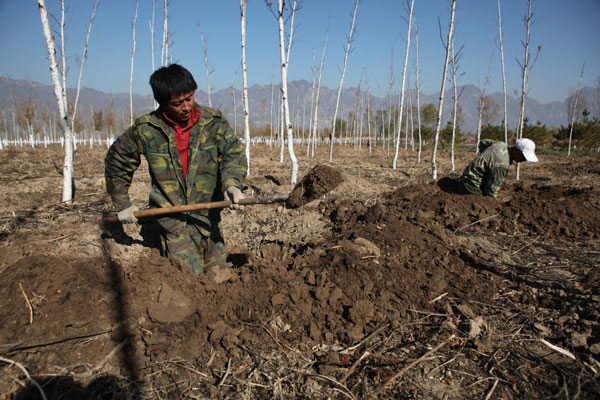 Trees planted to form a barricade to pollution