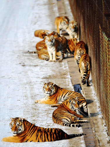 Siberian tiger population roars in NE China