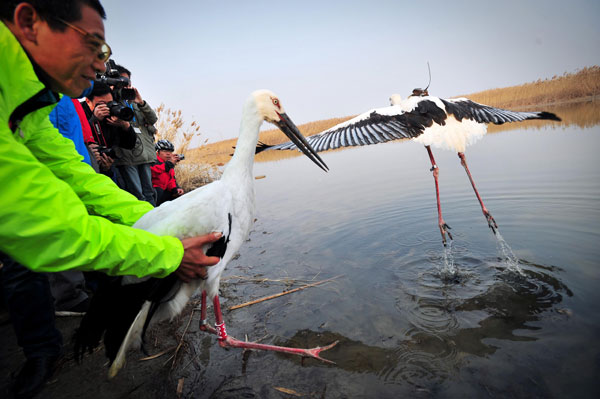Poisoned rare storks trigger calls for animal protection