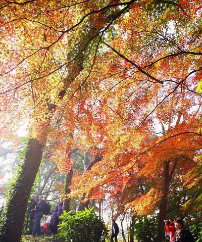 Maple leaves glow red in E China