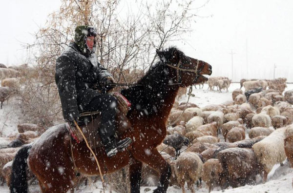 Herdsmen in Altay transfer herds to winter pastures